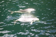 many encounters with dolphins