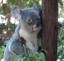 Alert koala