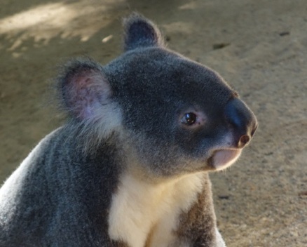 Curious female koala.